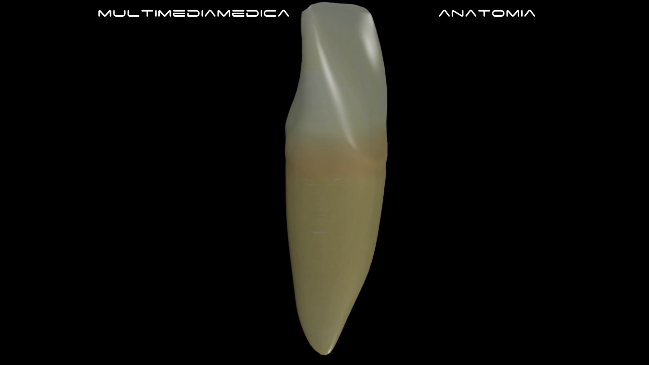 L'anatomia dei denti