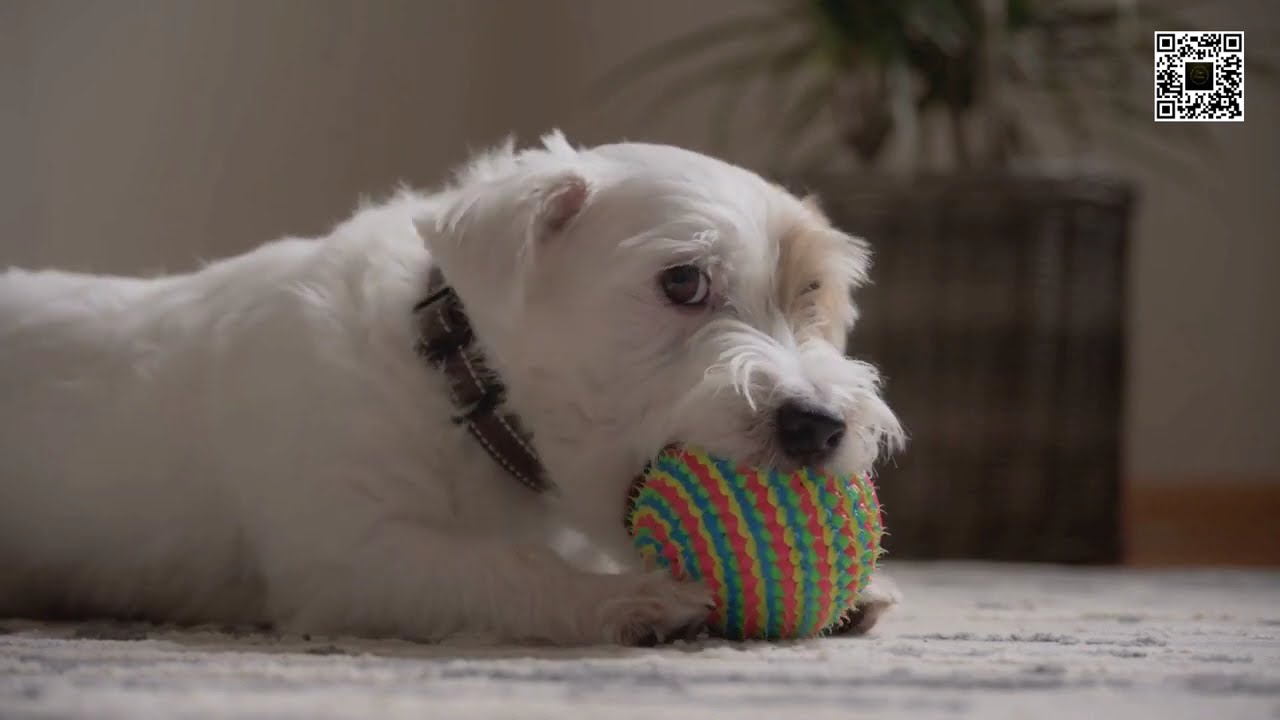 All the lovely puppies in the world ! Cute Kittens and Puppies, sweet dogs and cats