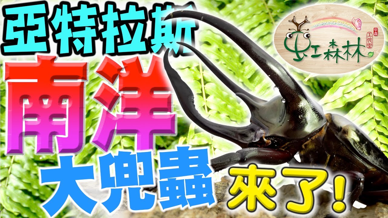亞特拉斯 南洋大兜蟲 來了 Chalcosoma atlas 7亞種 CAH CAK 希臘巨人 阿特拉斯 區分高加索與亞特拉斯★ 虹森林chentsei甲蟲老師 ★