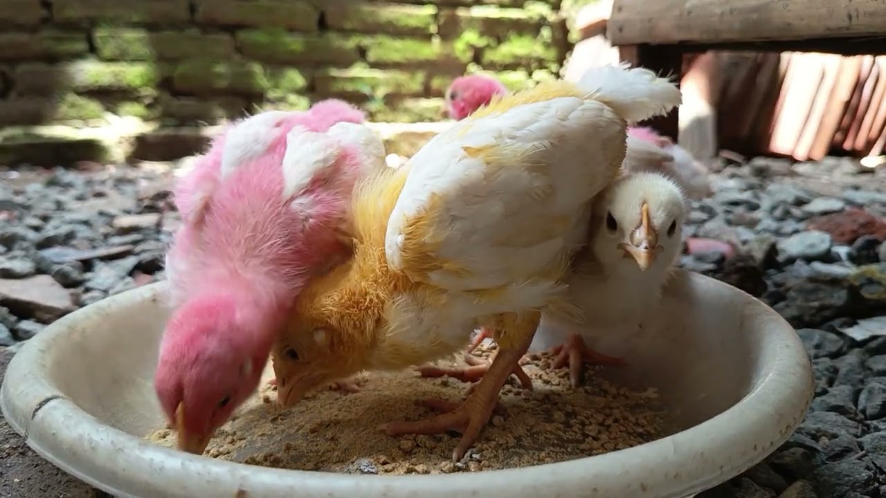 ANAK AYAM PIYIK-PIYIK