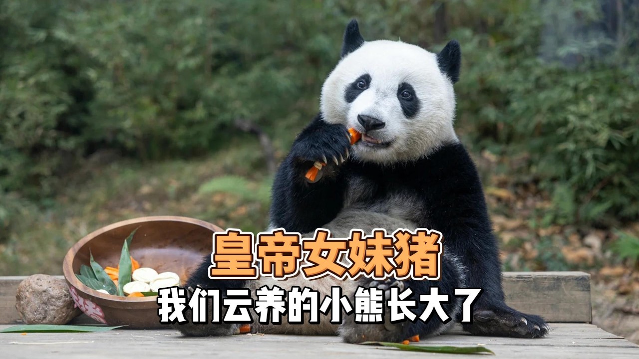 有些小朋友真的是看着看着就悄悄长大了，从越狱小辣椒到长隆公主妹猪，我们云养的小熊长大了