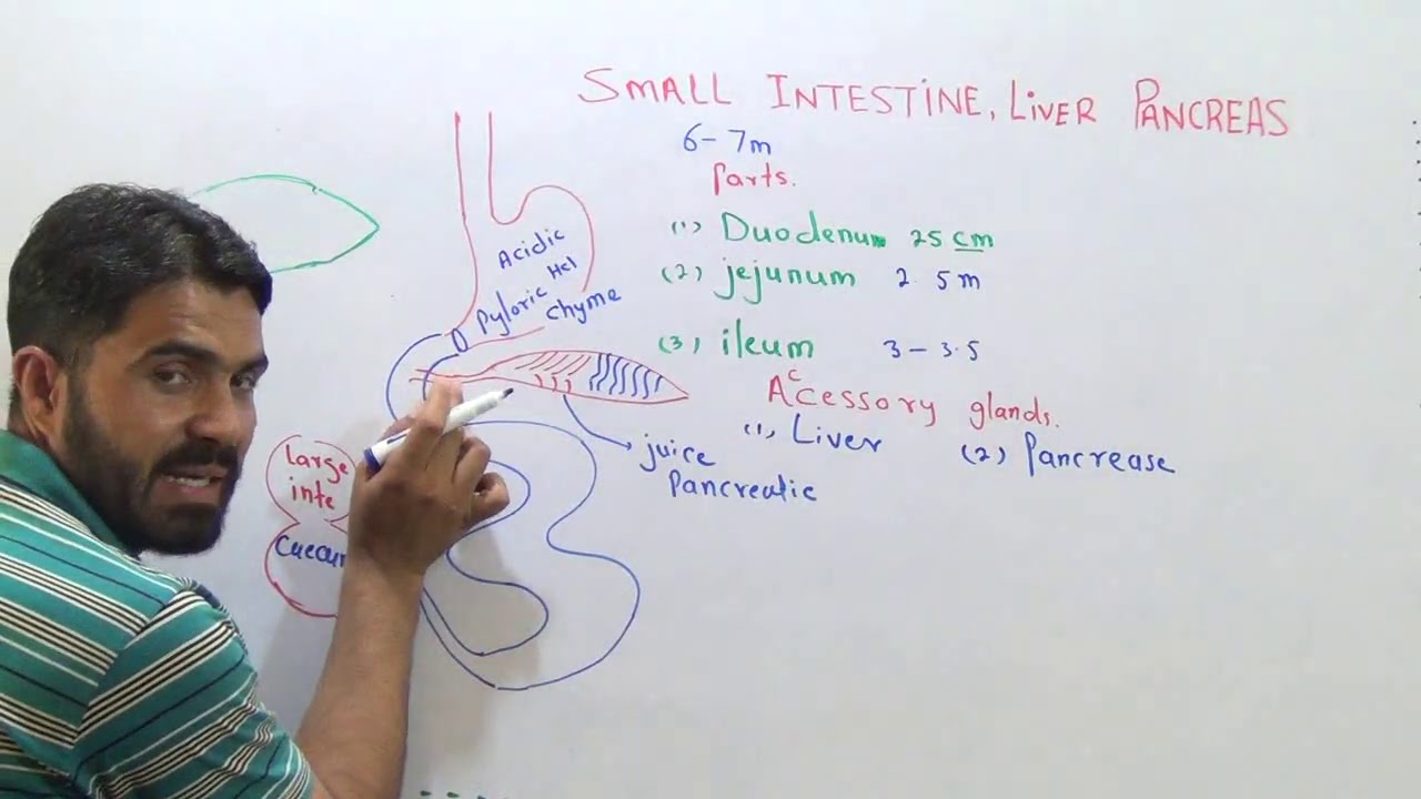 L 5 Small intestine|| Accessory glands|| Bile and Pancreatic juice Full Explanation