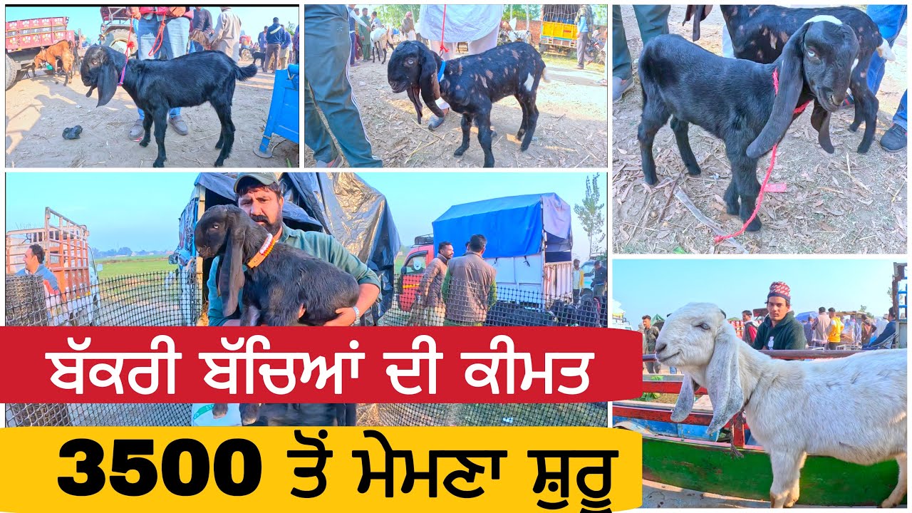 ਮੇਮਣਾ 3500 ਤੋਂ ਸੁਰੂ । ਬੱਕਰੀਆਂ ਦੇ ਬੱਚੇ Longowal bakra mandi bakra mandi goats goat #goat #goats ​⁠​⁠