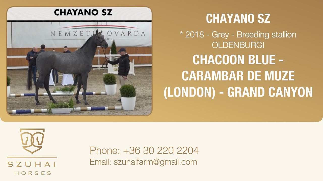 CHACOON BLUE x CARAMBAR DE MUZE (LONDON) 2018 GREY LICENSED BREEDING STALLION Horse for sale