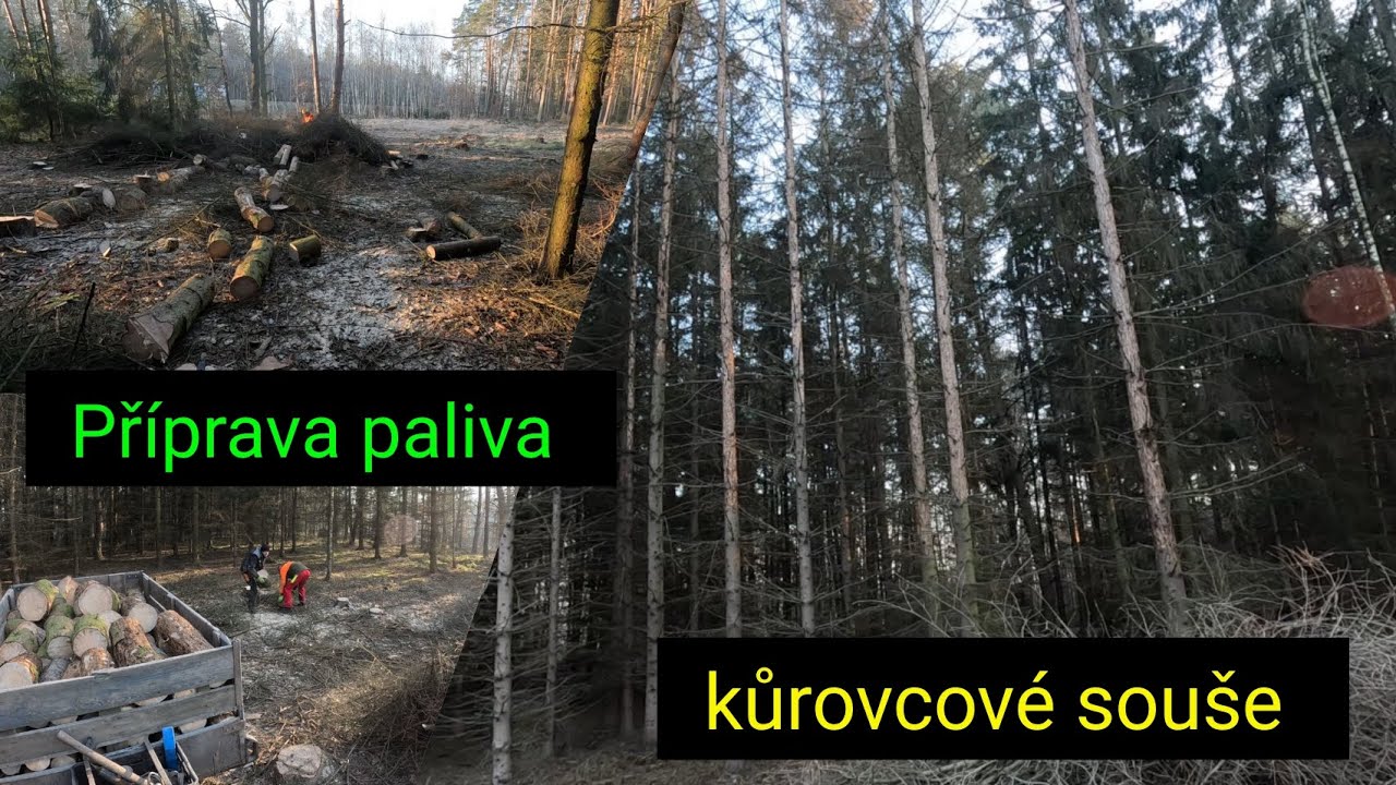Těžba dřeva na palivo, Stihl Ms 261,  logging for heating,@jpforest8882