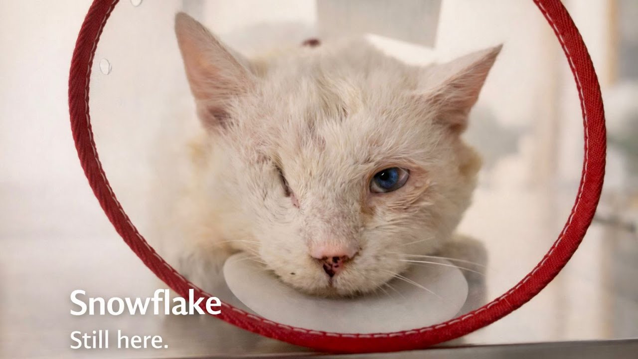 Snowflake is still here.
