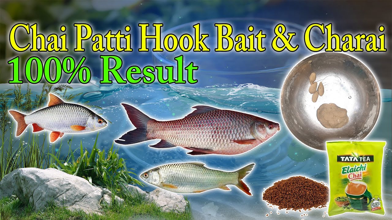 Chai Patti Hook Bait & Charai For Rahu,Mrigal & Rouch Fish