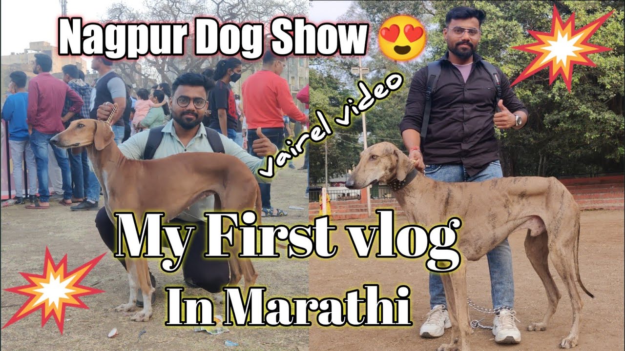 Nagpur dog show in Maharashtrian dog breeds 😍 || Ashish dog world