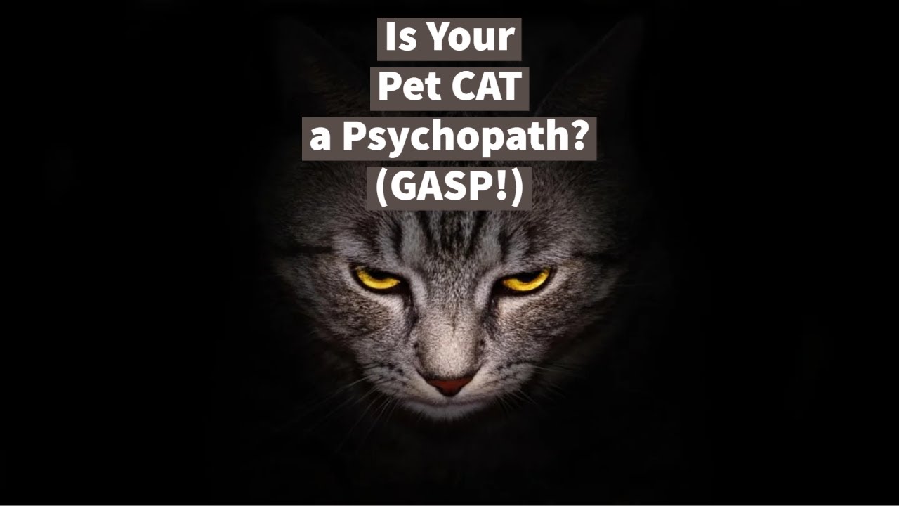 Is Your Pet Cat a Psychopath? (PURR, GASP!)