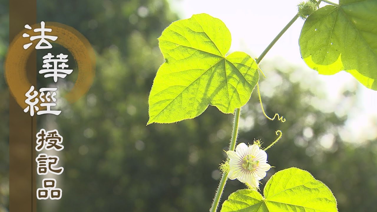 【靜思妙蓮華】法華經授記品 - 隨佛所行 漸具大道 - 20210823 第954集