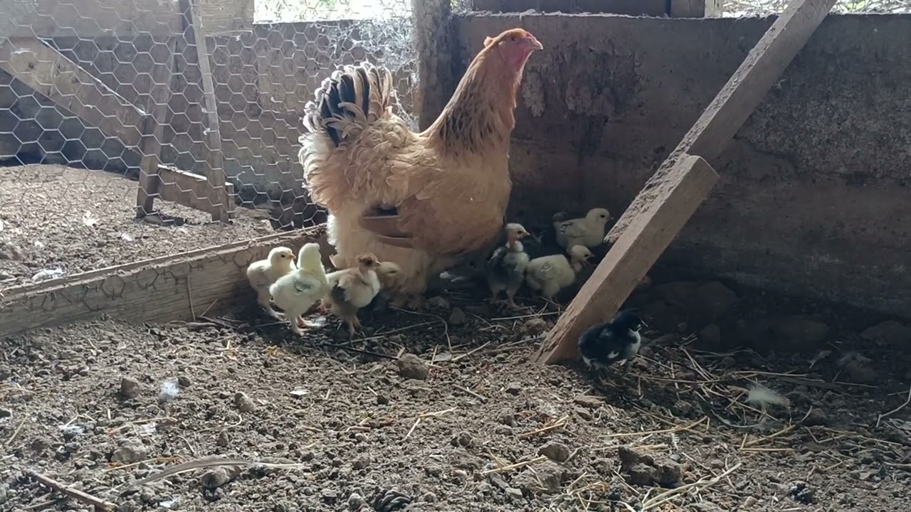 Brahma mother hen with New born chicken s