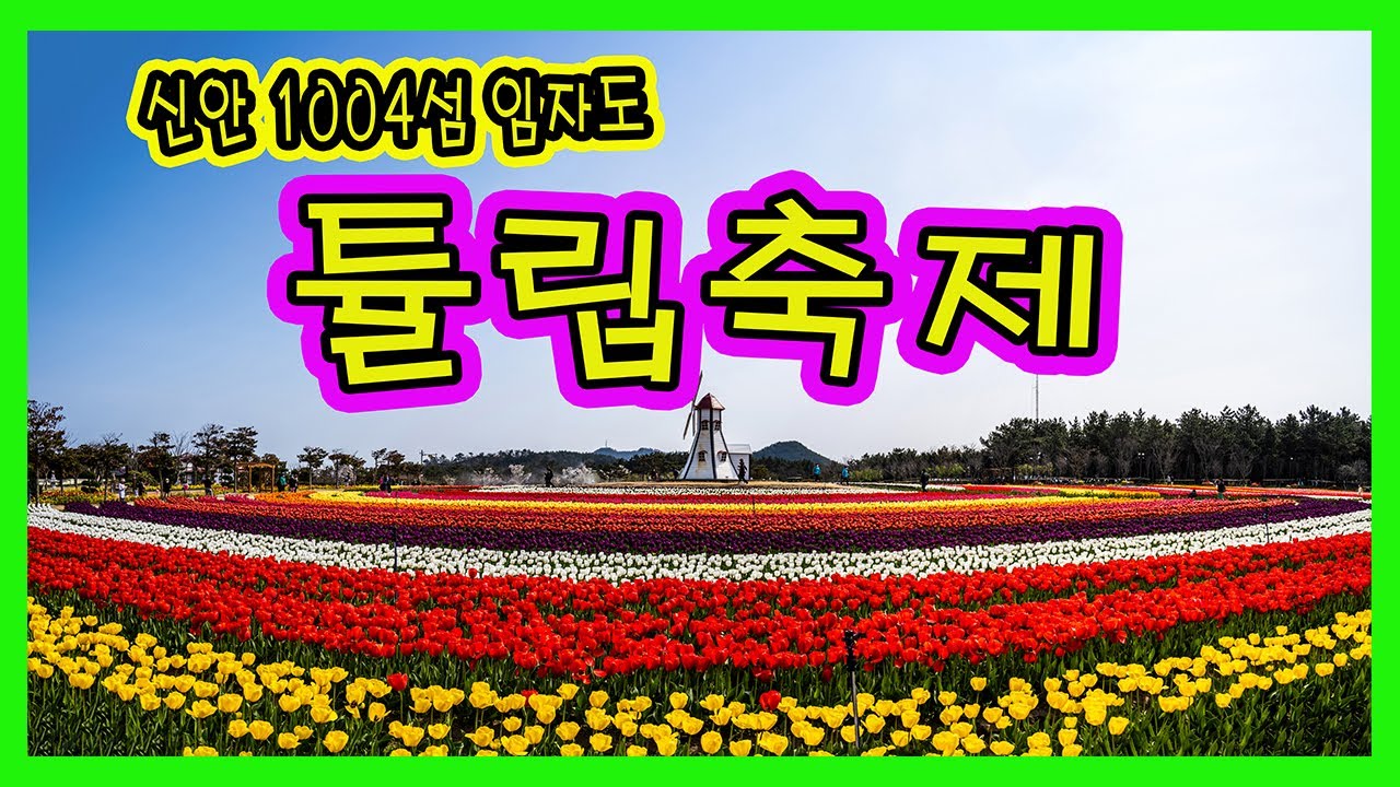 신안군 1004섬 임자도 영원한 사랑의 향기 신안튤립축제
