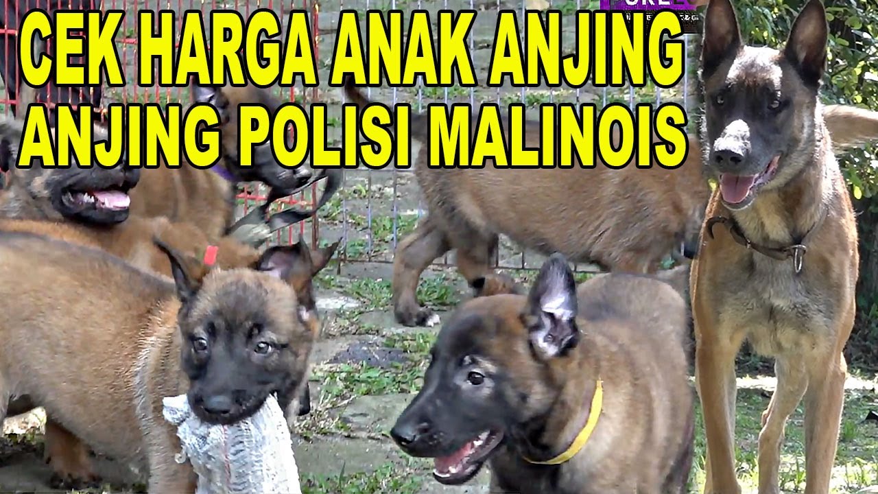 CHECK HARGA ANAK ANJING MALINOIS SUPER VERSI POLISI BELANDA