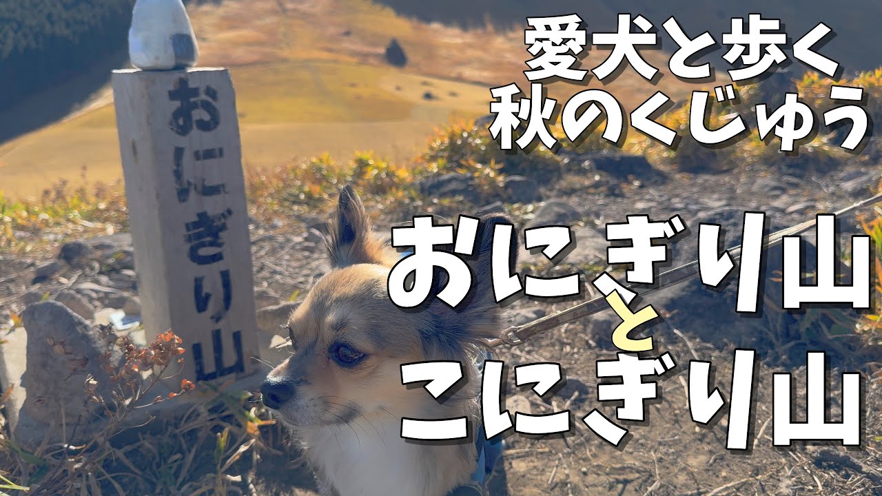 絆深まる！大分県くじゅう『おにぎり山』 愛犬と歩く黄金の秋ハイク！