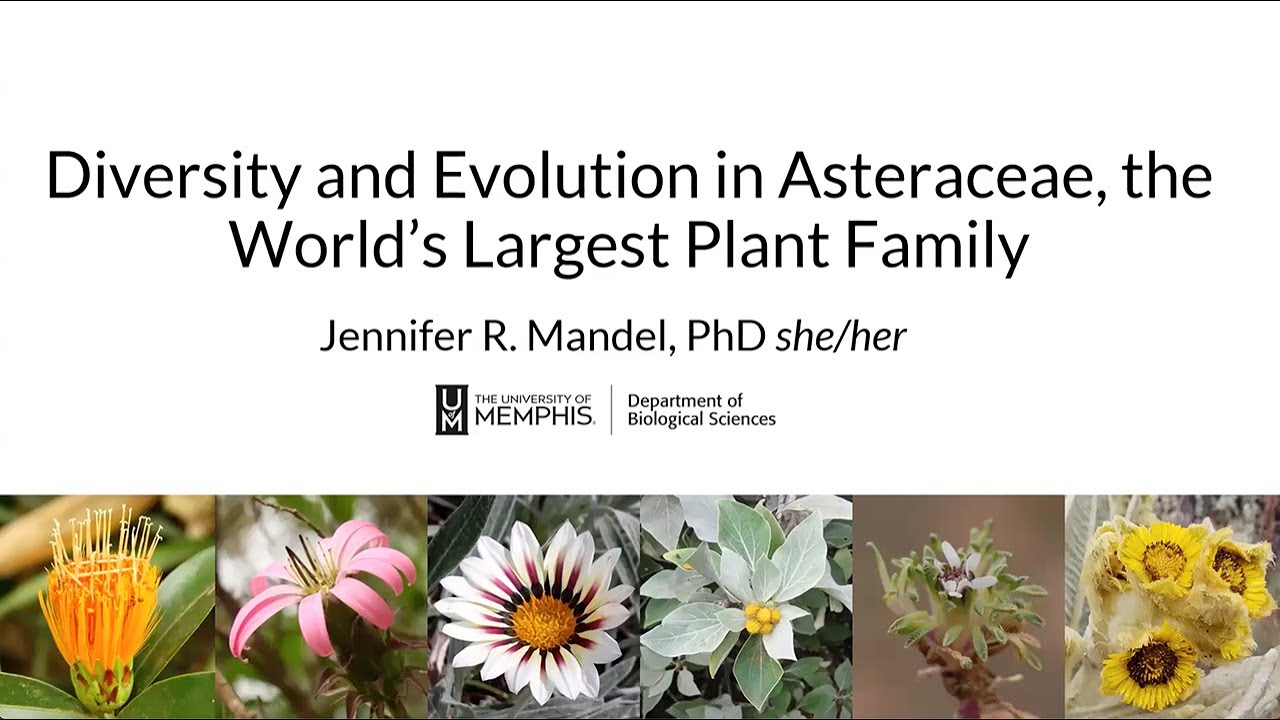 Diversity and Evolution in Asteraceae, the World's Largest Plant Family