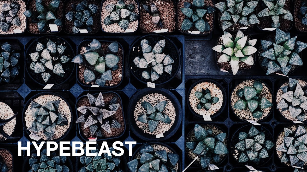 「The Anatomy of Exotic Plants」日本首部曲・ HYPEBEAST 聯同 Plants of Gods 團隊走訪東洋塊根植物名所