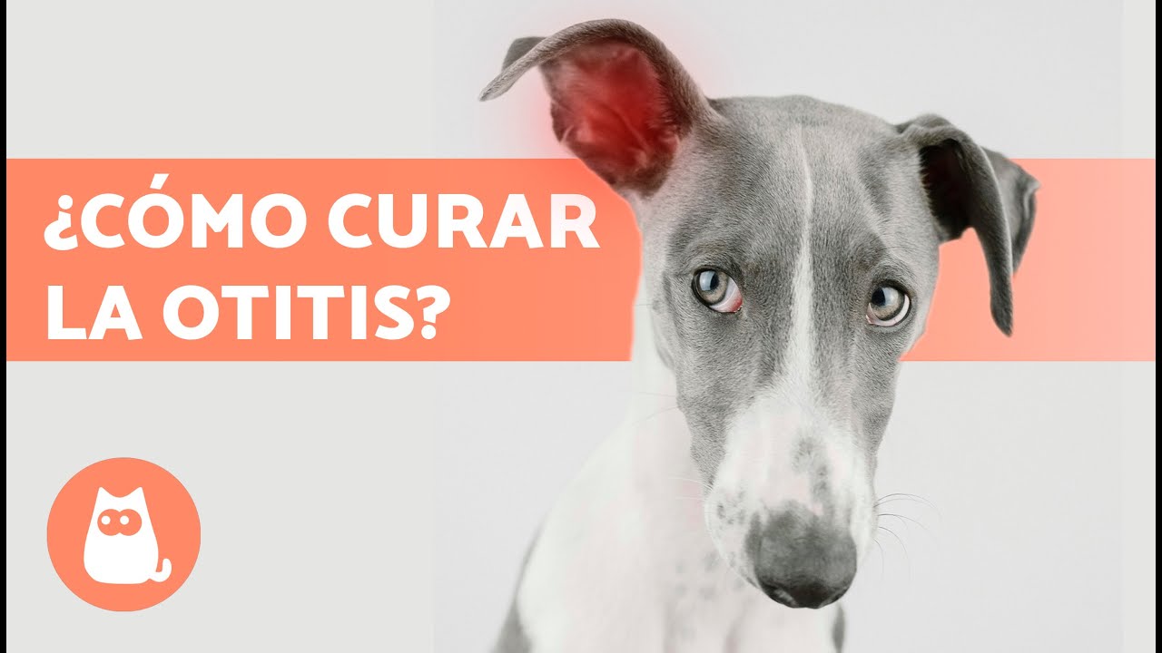 5 REMEDIOS CASEROS para la OTITIS en PERROS 🐶✅ ¿Cómo Limpiar sus Orejas?