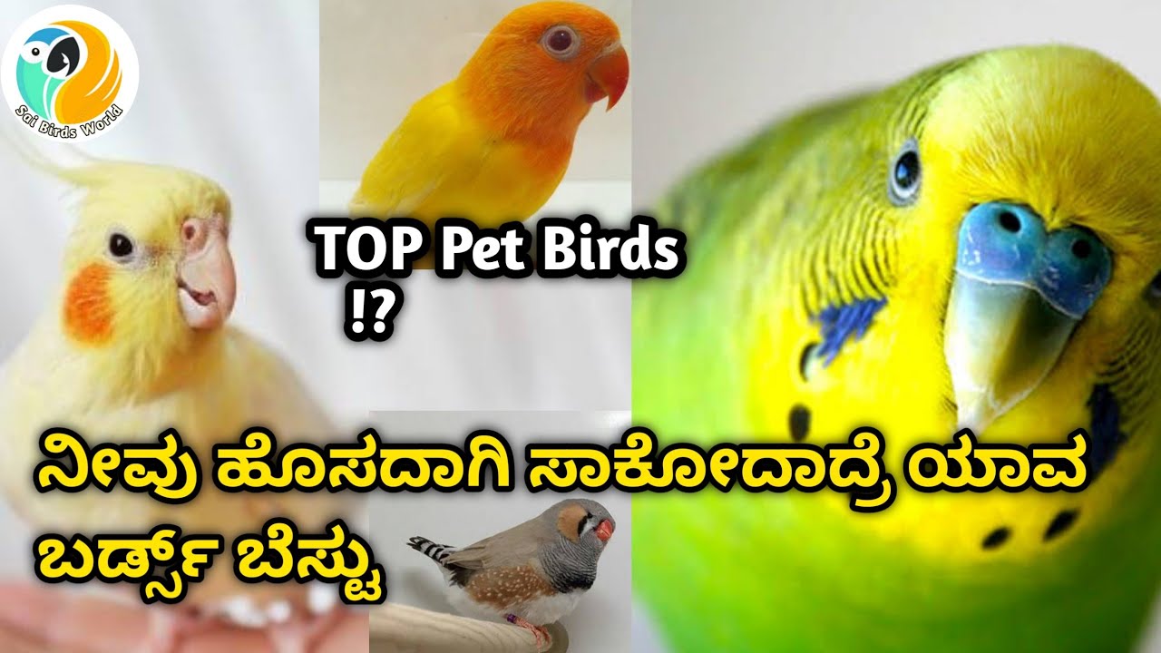 ಮನೇಲಿ ಸಾಕೋದಕ್ಕೆ ಯಾವ 🦜ಬರ್ಡ್ಸ್ ಬೆಸ್ಟು 👍| Top Pet Birds in Kannada🐤|🌟ಸಂಪೂರ್ಣ ಮಾಹಿತಿ|