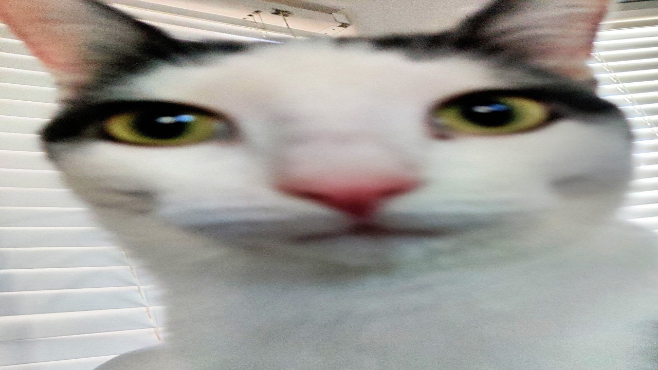 funny try not to laugh cat compilation | 10