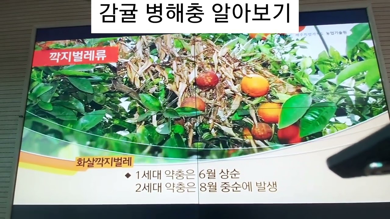 감귤 병해충 알아보기