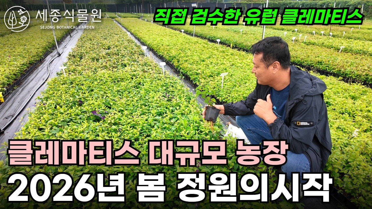 2026 봄을 준비하는 유럽 최대 클레마티스 농장 현장 직접 검수 #클레마티스 #정원 #조경