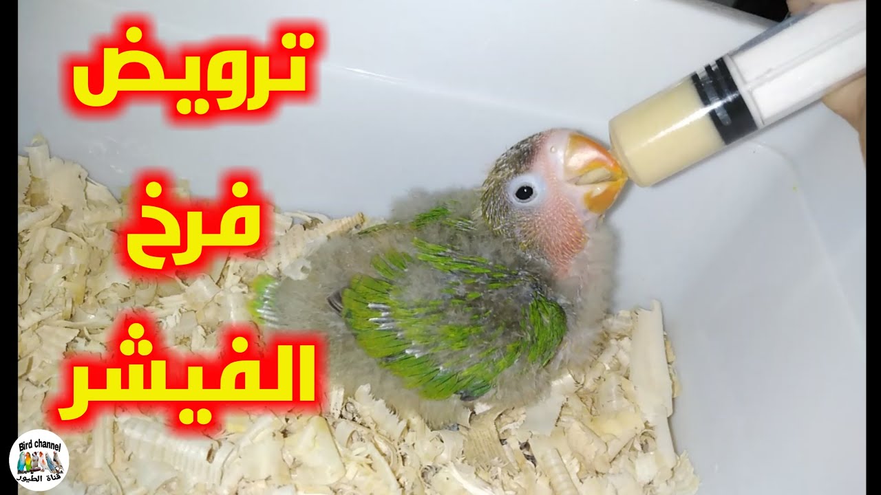 تعلم كيف تروض طائر الفيشر مثل المحترفين بالتأكيل اليدوي