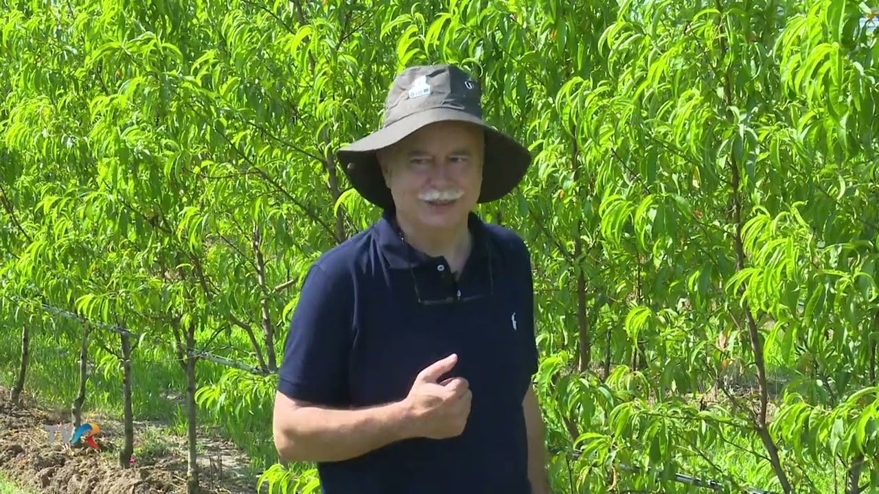 Viata Satului - Pomicultura Ecologica