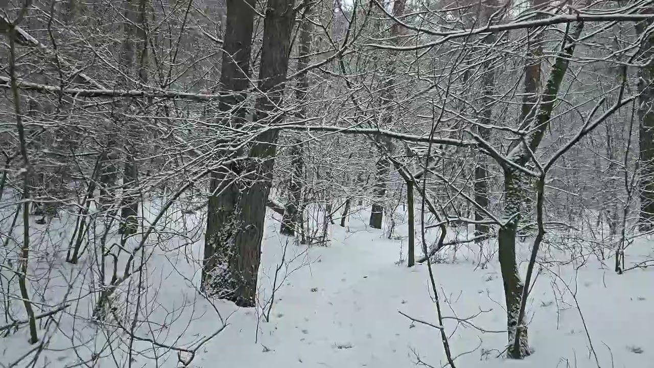 Walking Through Life | Between Snow and Silence (4K)