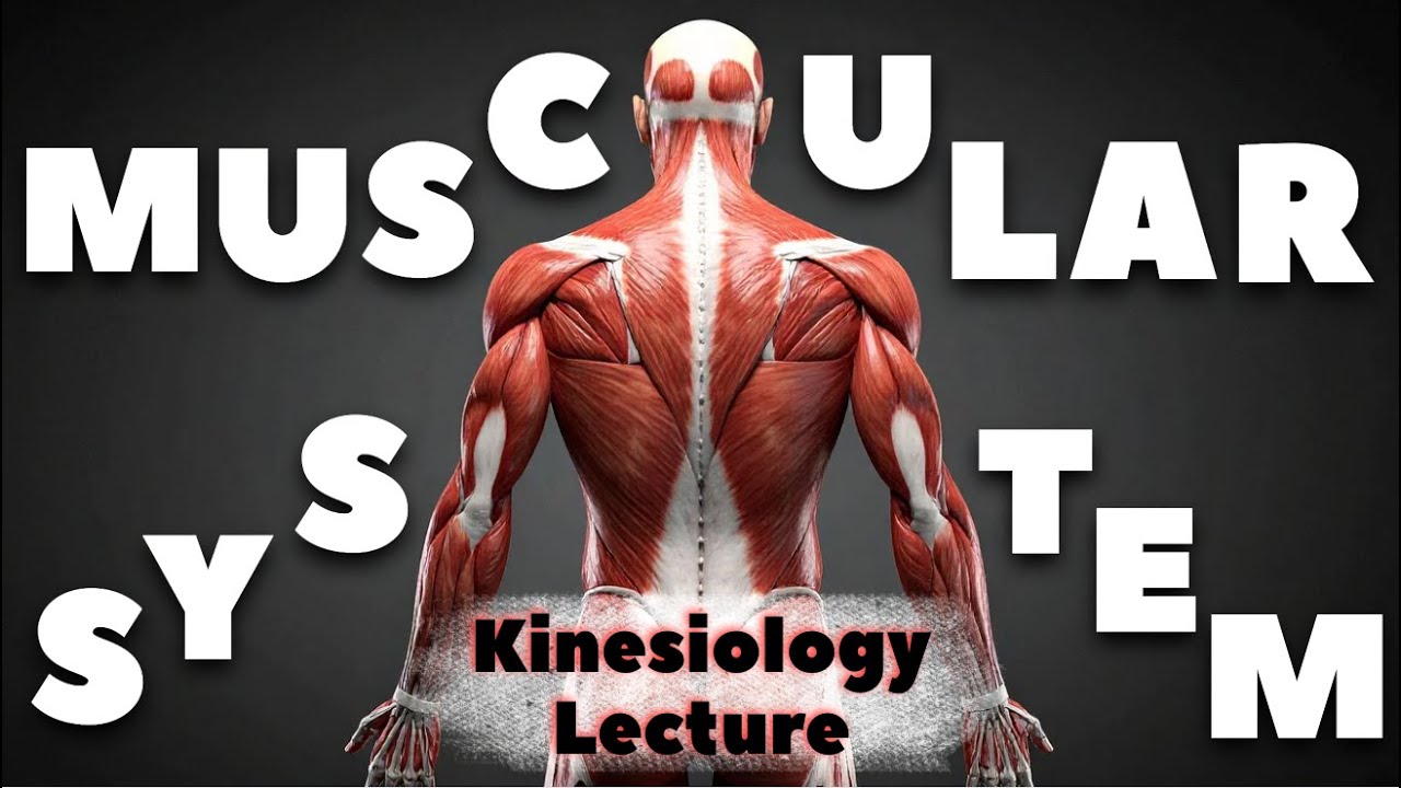 Kinesiology: Musculo-skeletal System