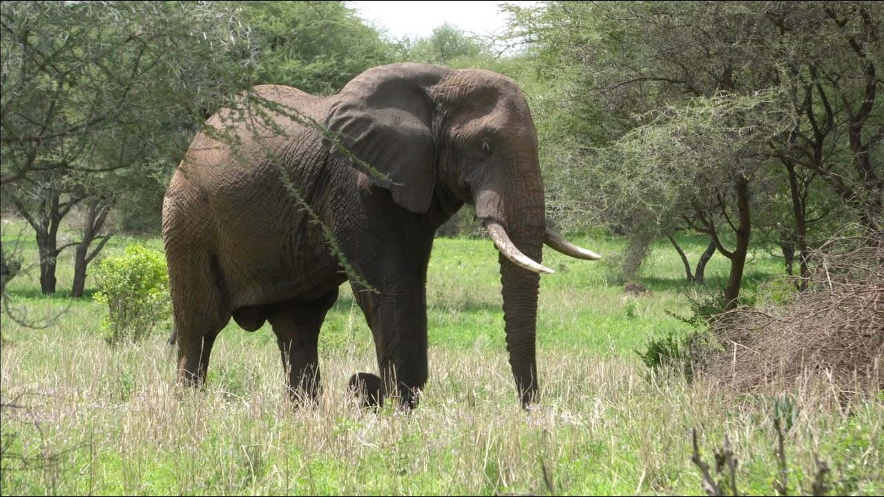 Safari w Tarangire Tanzania, Słonie cz.1