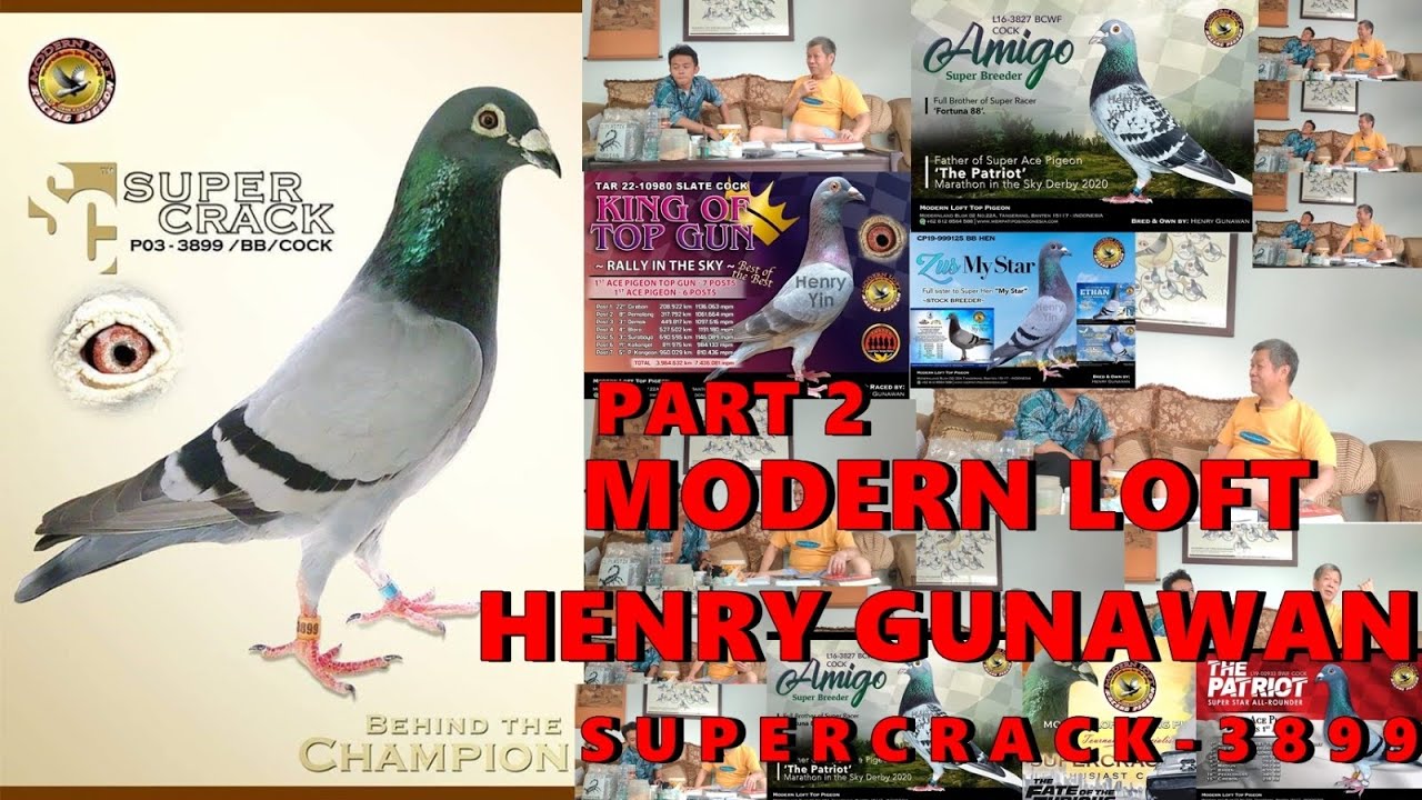 PART 2 - CERITA SUPERCRACK DAN AWAL MULA BERMAIN MERPATI POS - MODERN LOFT (HENRY GUNAWAN)