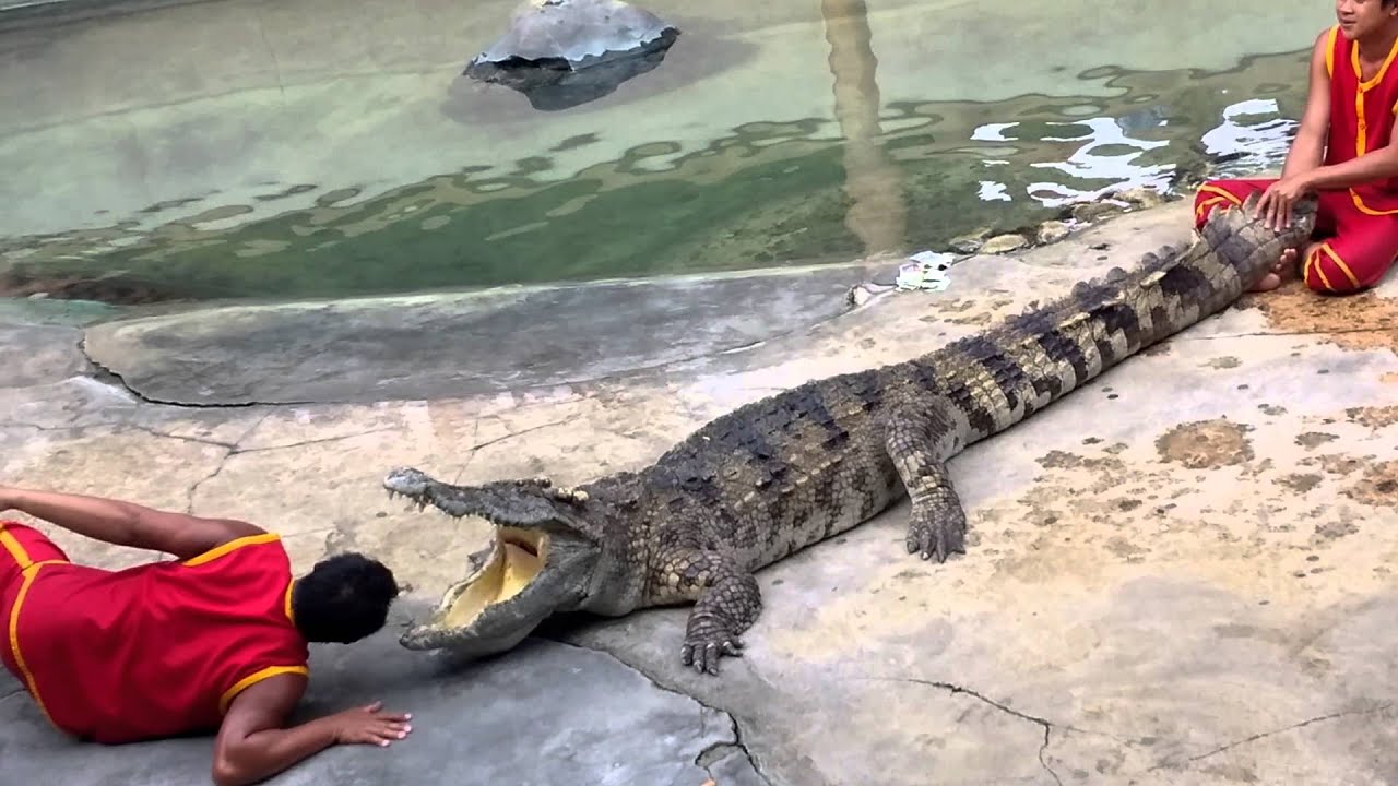 Crocodile Show at Samutprakarn Crocodile Farm and Zoo, Bangkok