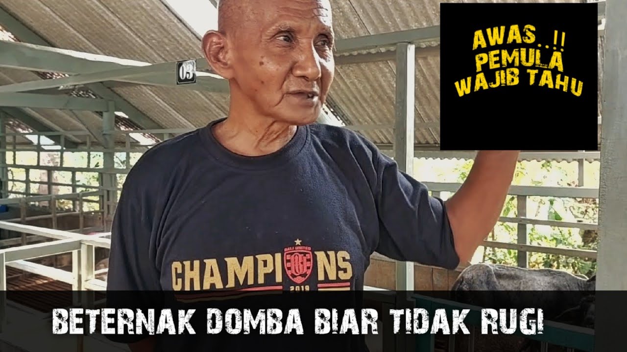WAJIB LIAT INI DULU, SEBELUM BETERNAK DOMBA, DARIPADA NYESEL
