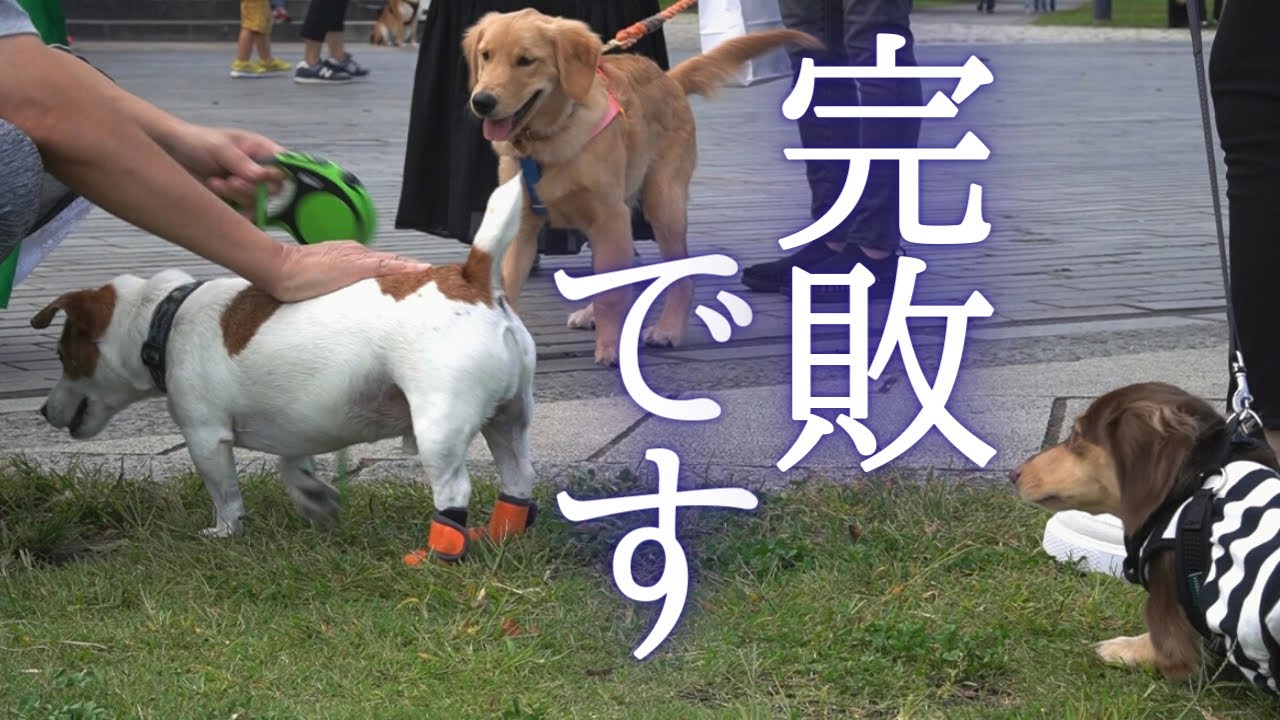 《2021.10.9》【まさかの敗北？】他の犬に全く動じないるぱんが、完全敗北！そこにはある理由が隠されていたようです。赤レンガ倉庫散歩。【るぱんの物語動画】０歳