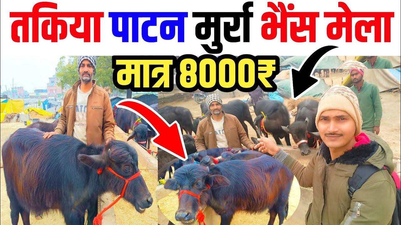 Takiya Patan Murra Bhains Mela 2024|Murra Bhains Mela|Bhains Mela Takiya Patan|Buffalo Mela Unnao