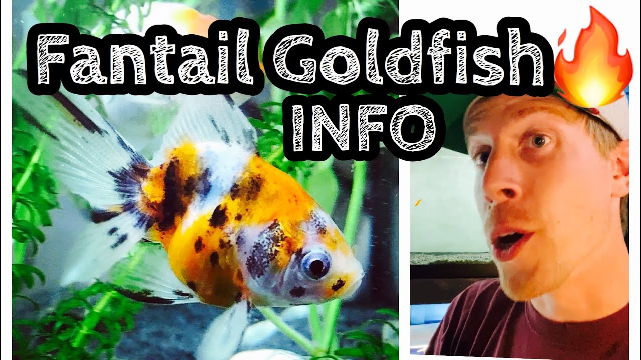 Fantail Goldfish Care & Tank Setup