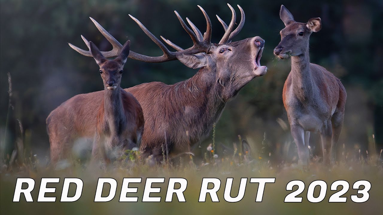 Red deer rut in Považsk&yacute; Inovec ( 2023 )