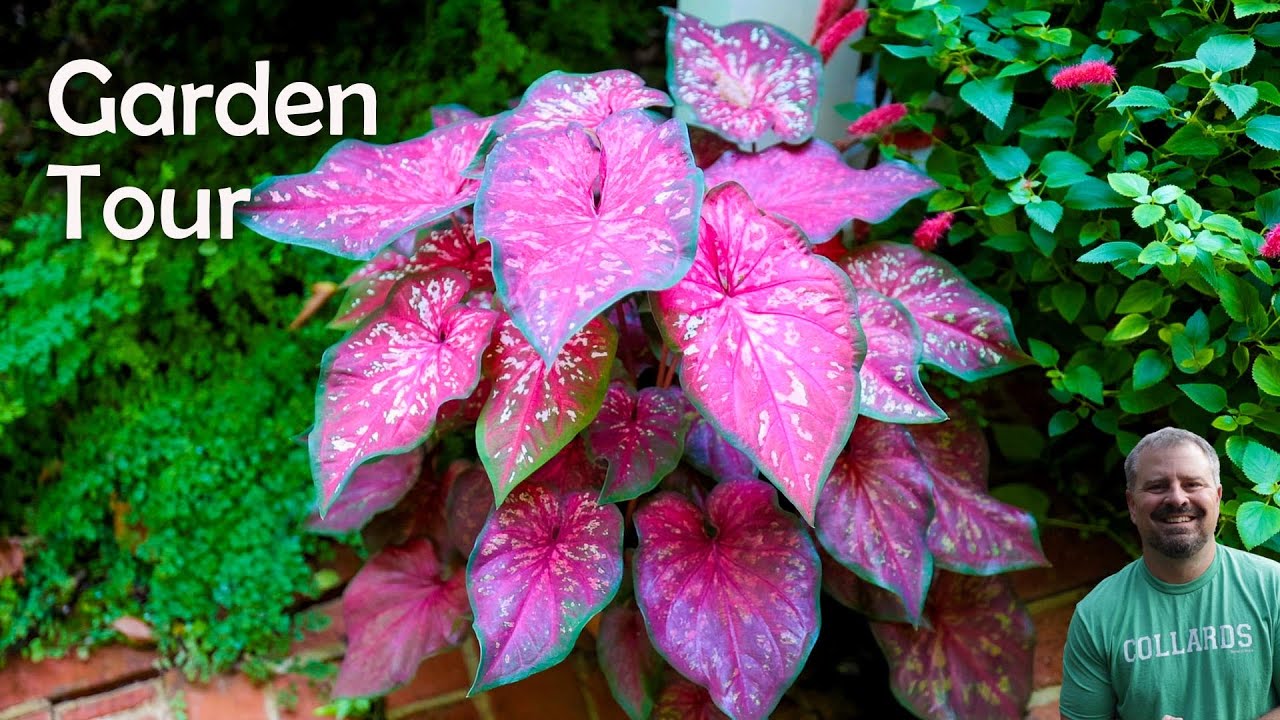 Amazing Woodland Garden Tour