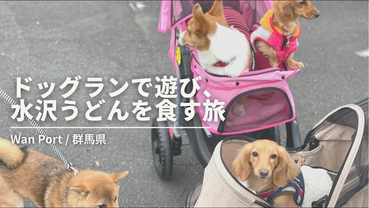 【愛犬とお出かけ】ドッグラン&水沢うどんの旅in群馬♪