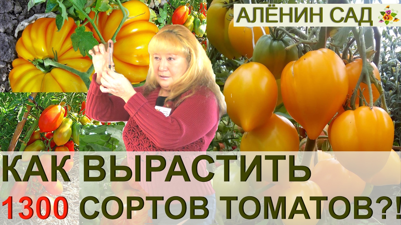 ВСЕ СЕКРЕТЫ КОЛЛЕКЦИОНЕРА 1300 СОРТОВ ТОМАТОВ ЛЮДМИЛЫ КОДЗАСОВОЙ. КЛУБ 