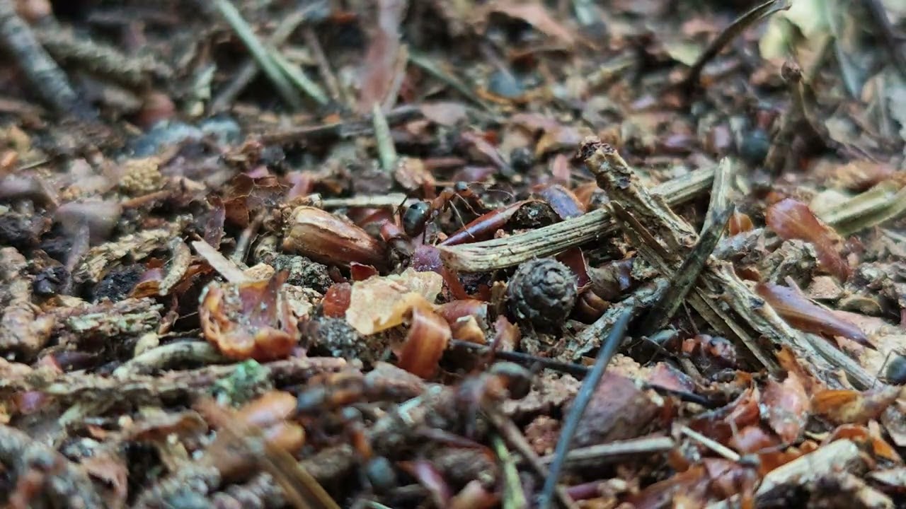 ANTS live peaceful life in the forest 