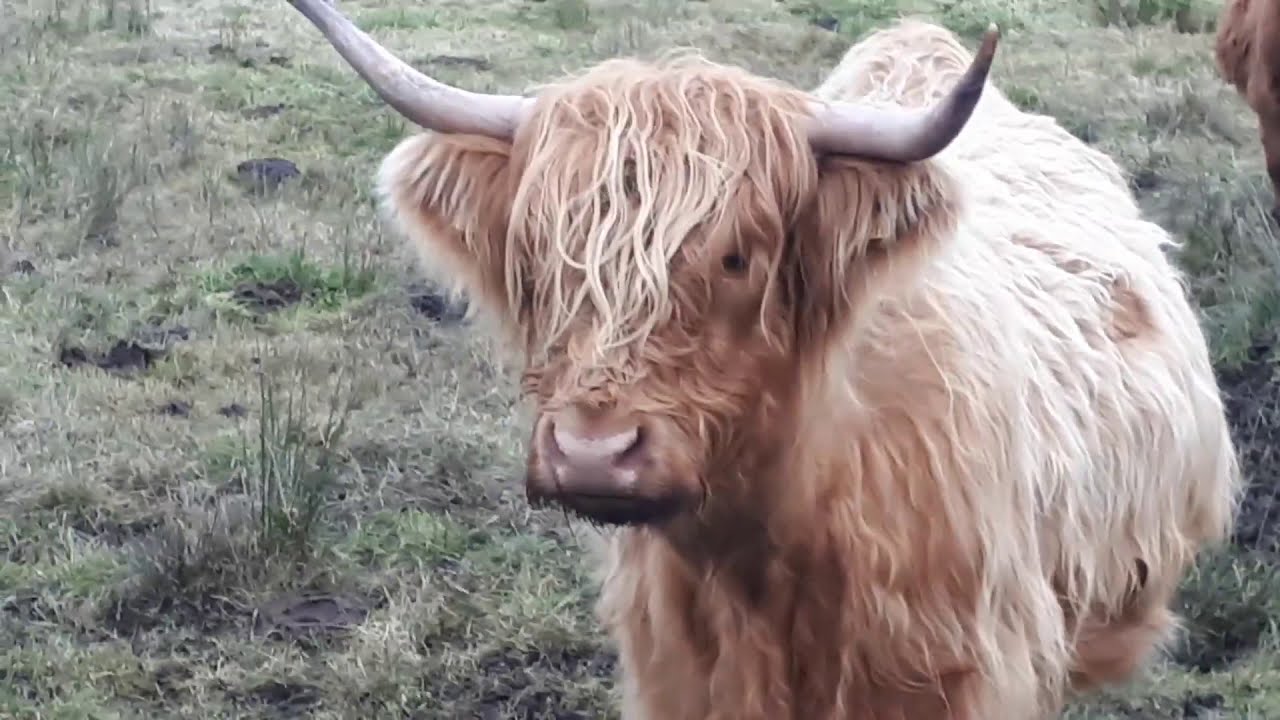 Vaci - Scottish Highland -Scottish cows in the Trossachs,