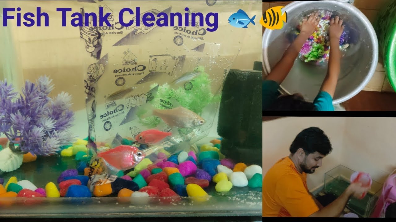 How to clean a fish tank in tamil.Fish Tank Cleaning Process. Aquarium setup. Zeebra Fish.Mollyfish.