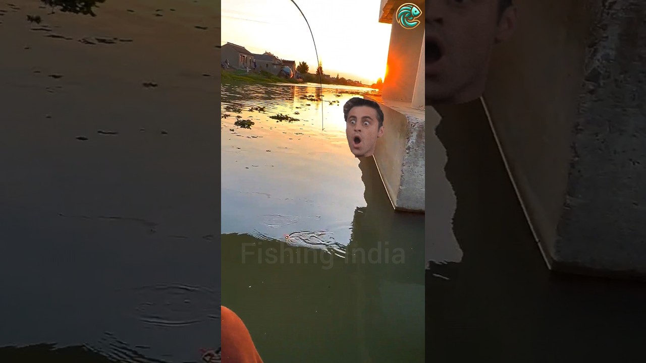 Instant Carp Strike on Sweet Corn🌽⚡ Biggest River Catch Surprise 🎣