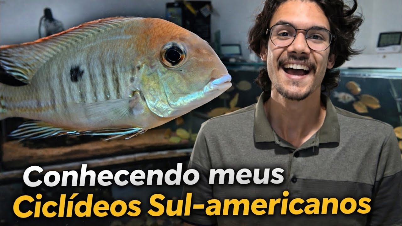 🐠 O CICLÍDEO MAIS INCOMPREENDIDO? Geophagus Red Tapajós