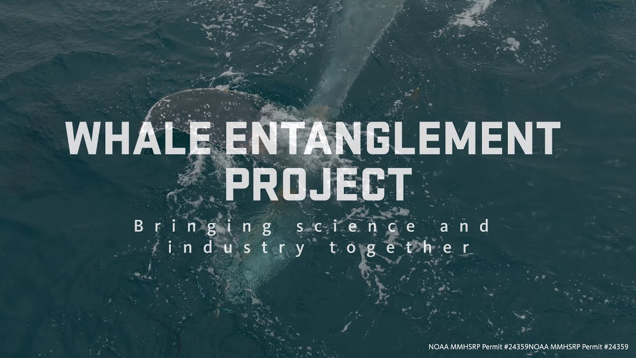 Whale Entanglement Project-bringing science & industry together