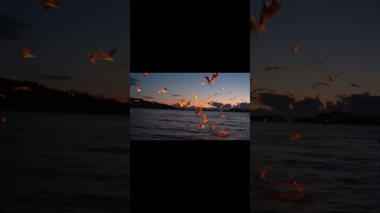 I Filmed the Early Years Sitka Sound Sac Roe Herring Fishery for Television. 