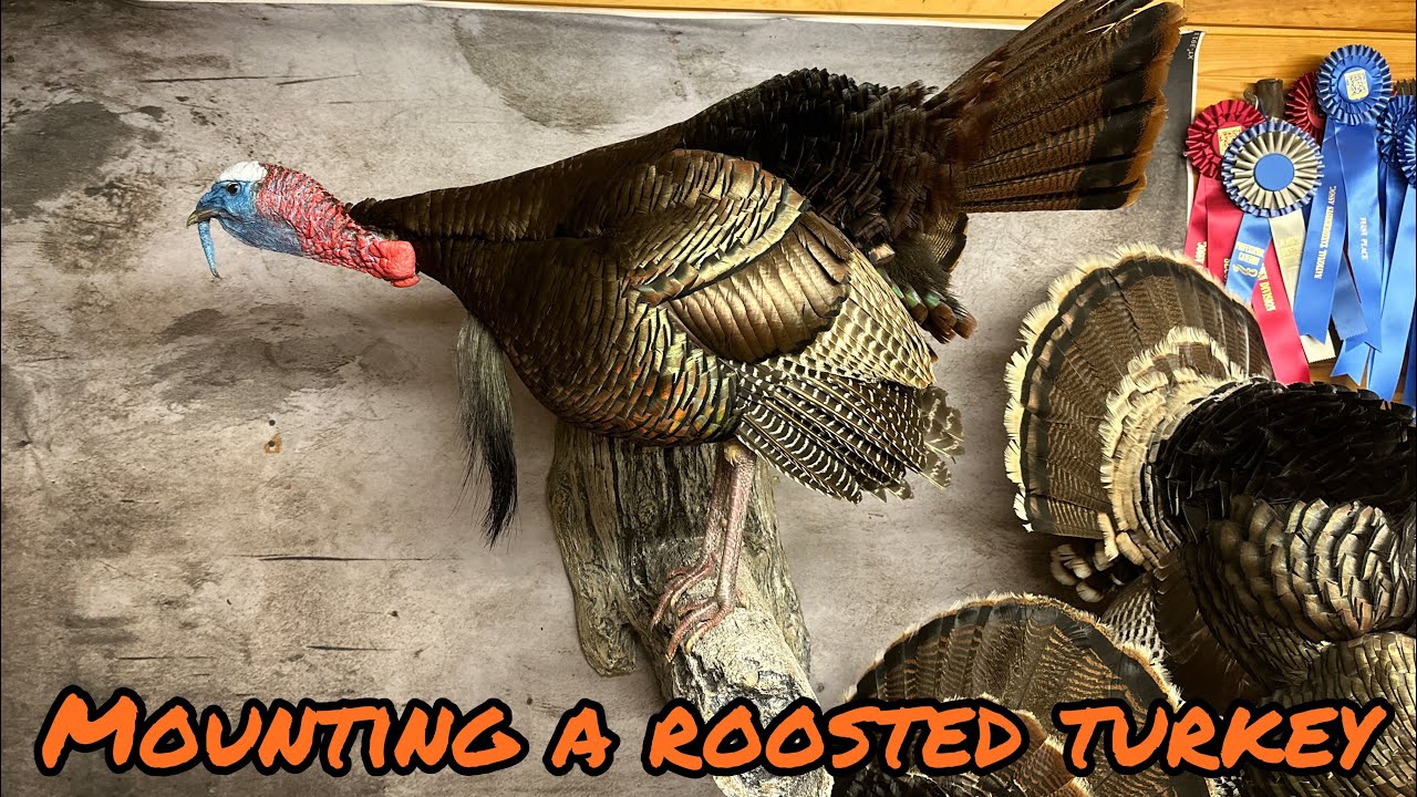 Mounting a Roosted Turkey