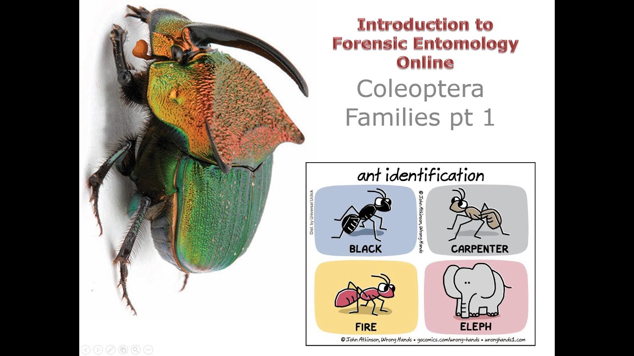 11 5 Coleoptera Families pt 1