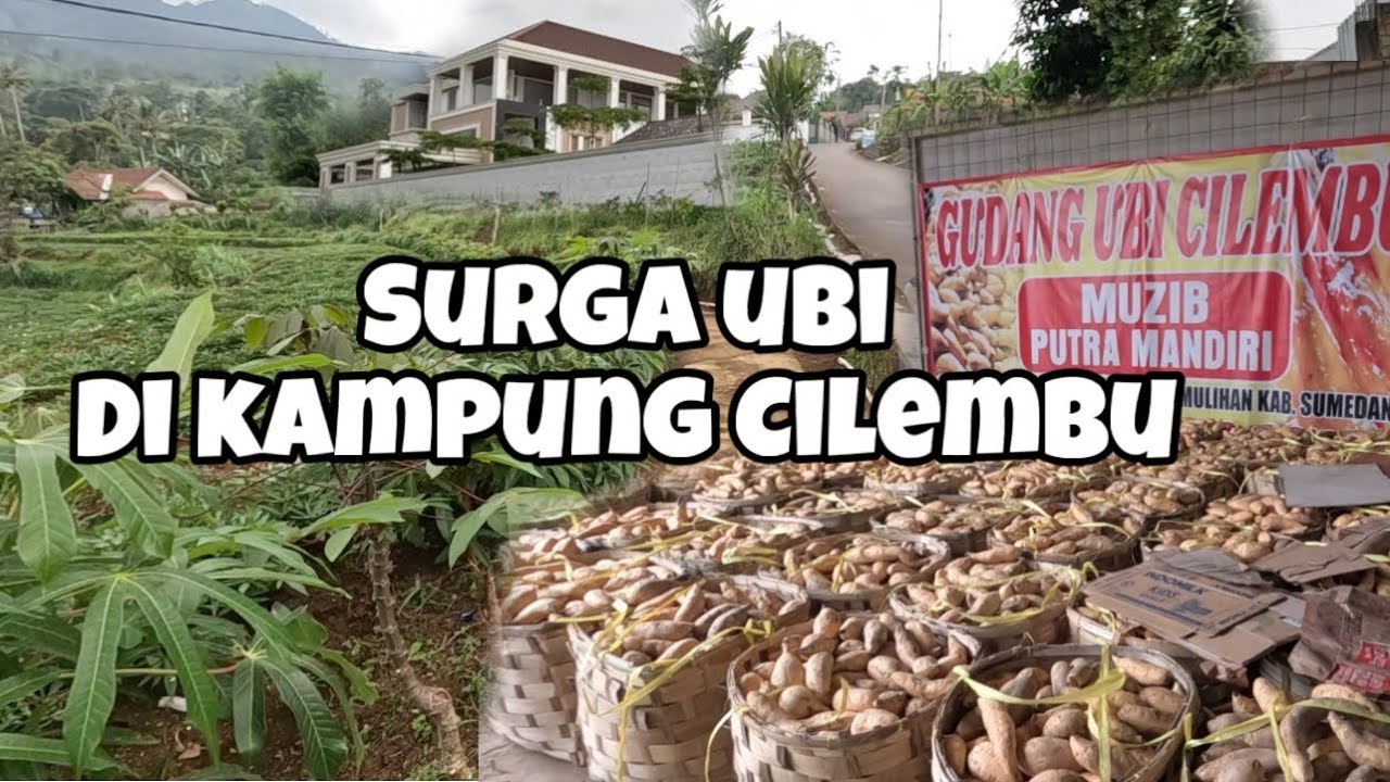 BIKIN TAKJUB‼️ KAMPUNG MILYARDER PUSAT PRODUKSI UBI TERBAIK DARI KOTA SUMEDANG